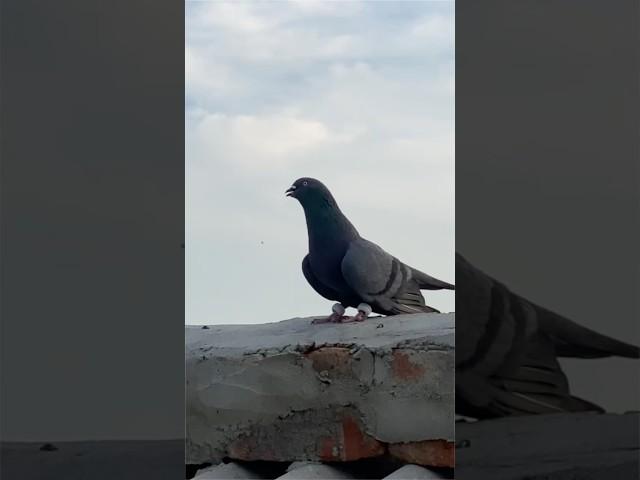 shahjahanpuri pigeon amazing landing  part 7 | #pigeon #kabootar #shortsfeed #shorts