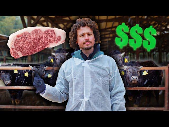 Así se hace la carne más cara del mundo: KOBE $$$ | ¡Vacas millonarias! 