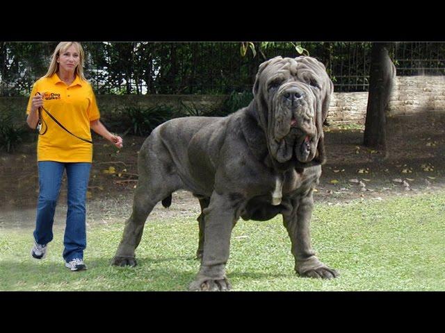 Top 10 Biggest Dogs In The World