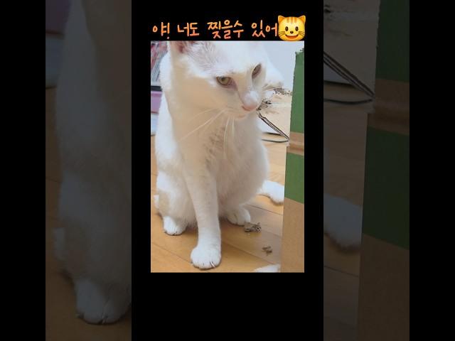 우리집 파괴왕 등장! 야무진 입놀림 보소!    #cat #고양이 #고양이웃긴영상 #고양이일상 #귀여운고양이 #내이름은김설기