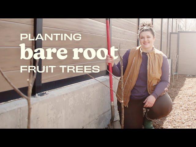 How to Plant Bare Root Fruit Trees & Start Your Backyard Orchard!