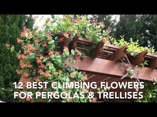 12 Best Climbing Flowers for Pergolas and Trellises