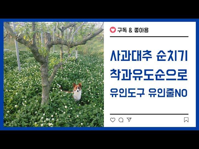 #사과대추 순치기시 착과유도순으로 가지순의 3차 착과를 원활히 하고 유인하는 일손을 줄이는 법