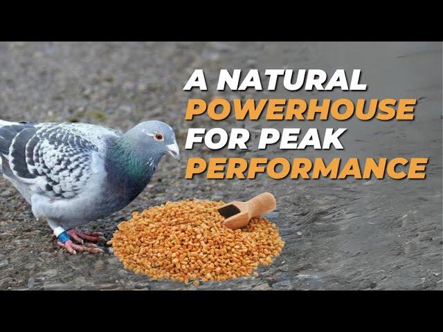 A Natural Powerhouse for Peak Performance | Fenugreek | Racing pigeons
