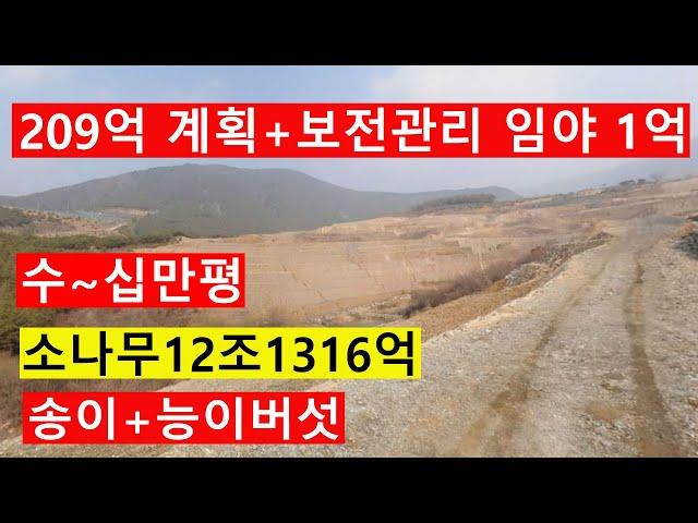 1억 싼임야 수~십만평 큰임야 계획관리+보전관리 송이버섯+능이버섯 숲가치12조1951억원 탄소권1억8314만원 숲경영 약용재배 자연인 땅과함께(새희망을)경매임야공매임야 나도땅주인