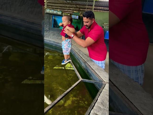 #fish #aquarium #cute #foryou #kids #entertainment #ornamentalfish #shorts #viralvideo