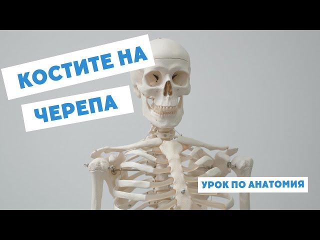 КОСТИ НА ЧЕРЕПА | ВИДЕО УРОК ПО АНАТОМИЯ НА БЪЛГАРСКИ | Шевове на черепа