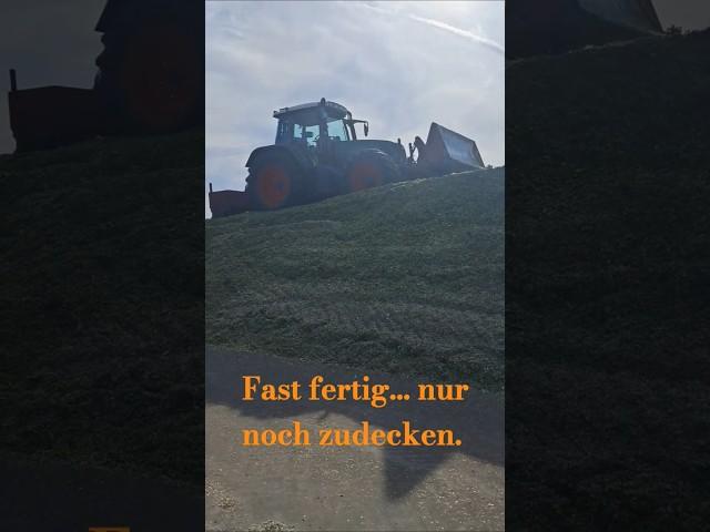 Silo-Mais-Berg #Mais #corn #farming #landwirtschaft #work #thanksforwatching #shorts #fendt