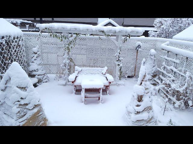 FIRST SNOW STORM | HOW BEAUTIFUL IT LOOKS LIKE IN THE BACKYARD GARDEN | RELAXING WINTER GARDEN TOUR