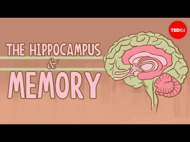 What happens when you remove the hippocampus? - Sam Kean