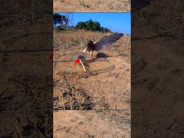 Pigeon trap | bird trap | catching bird | pora video #shorts #youtubeshorts