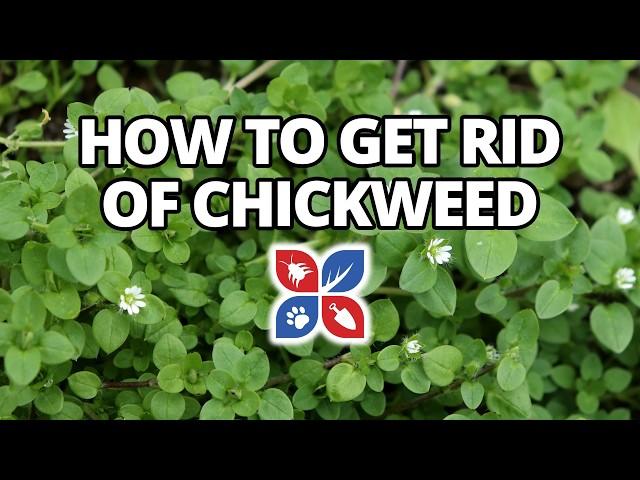 How to Get Rid of Chickweed