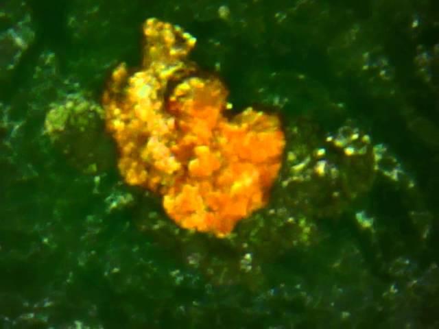 Comparing gold from 2 different places..Medelpad, Sweden