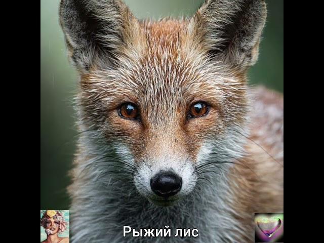 РЫЖИЙ ЛИС и ДРУГИЕ из ЛЕСА