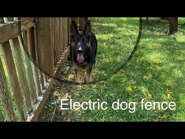 Installing electric fence for dogs