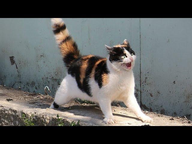 The most DRAMATIC cat ever  Best Funny Cats videos 2024