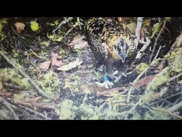 Hog Island Osprey chicks return to the nest