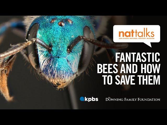 Nat Talk: Fantastic Bees and How to Save Them