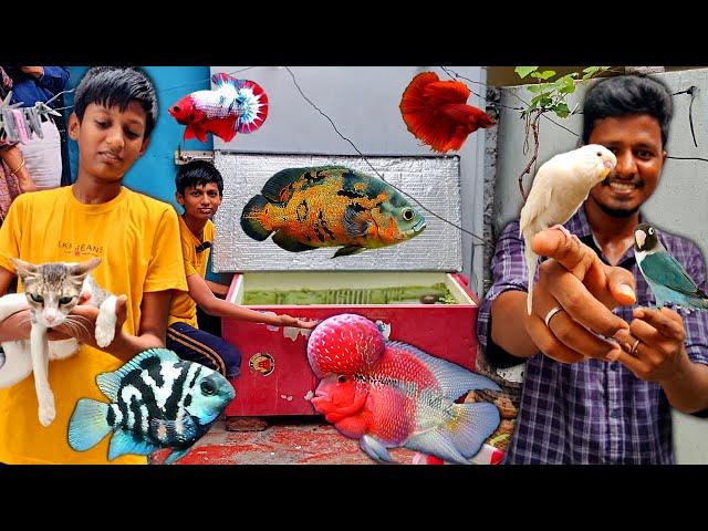 All Pets in One Video | Subscriber Fish Room Tour | Vijay Vlogs