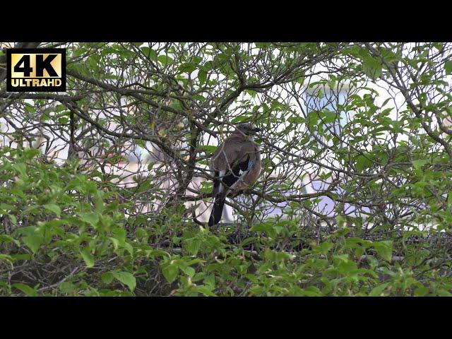 Eurasian Jay im Baum in der Stadt