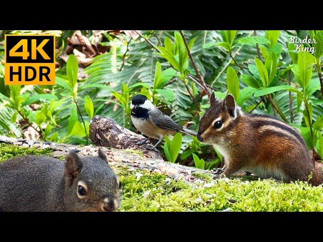 Cat TV for Cats to Watch  Cute Birds, Chipmunks, Squirrels in the Forest ️ 8 Hours(4K HDR)