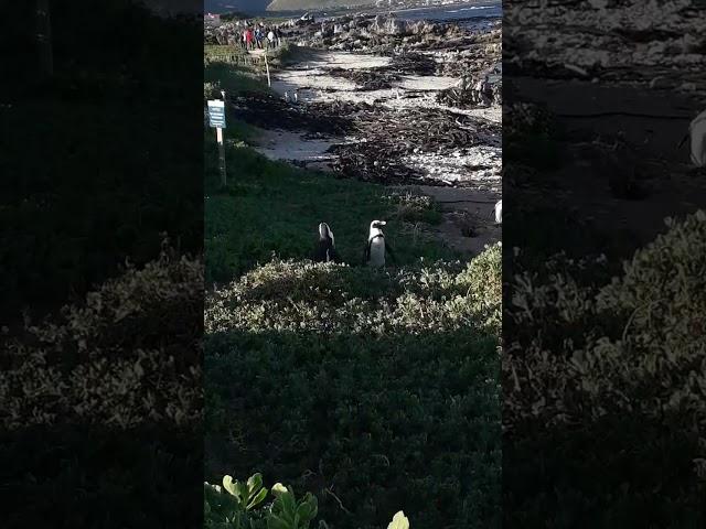 @AtomikMedia You need to see Stony Point Nature Reserve in the Western Cape of South Africa