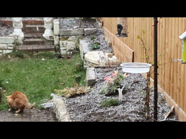 Does Ziggy Like Snow? My Cat Ventures Out Into The Snowy Wilds!