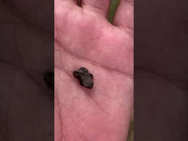 Tiny Frog