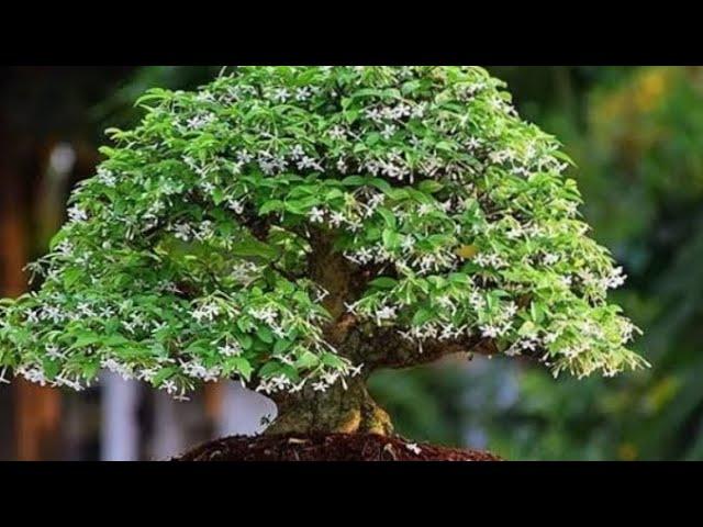 Water Jasmine bonsai.