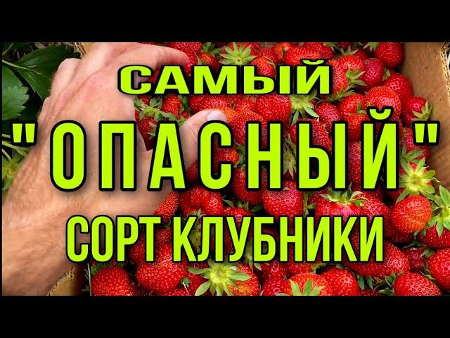 Самый ОПАСНЫЙ сорт КЛУБНИКИ