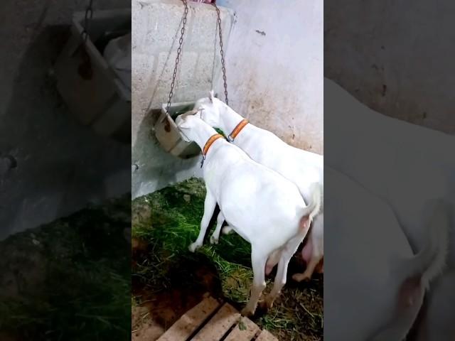 #goat #goatfarm #farmanimals #m4champs #cow #pet #pets #nigerian #shorts #shortvideo #bakra #cute