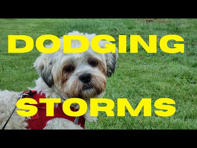 Terriers Dodging Storm Ernesto  | Thorpeman | Dog Walks