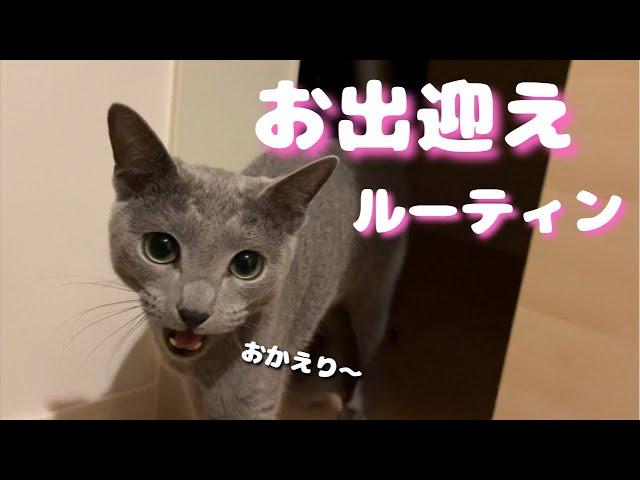 主の帰宅を大喜びでお出迎えしてくれる猫が可愛すぎる【ロシアンブルー】