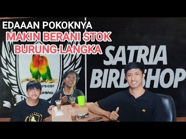 Update Stok Bongkaran Samyong, Mozambik, katem #SATRIABIRDSHOP MAKIN EDAAAN stok nya