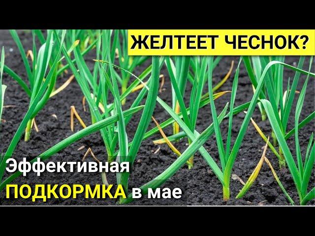 Листья на ЧЕСНОКЕ быстро станут ЗЕЛЕНЫМИ! Эффективная ПОДКОРМКА! Чеснок ПОЖЕЛТЕЛ. Чем ПОЛИТЬ?