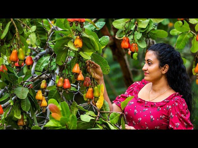 Traditional Cashew Apple & Nut Recipes  Delicious Fruit Dishes from Sri Lanka (Village Food)