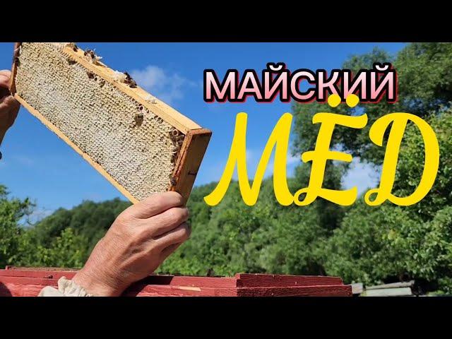 Отбор майского меда. План медосбора пчёлами выполнен