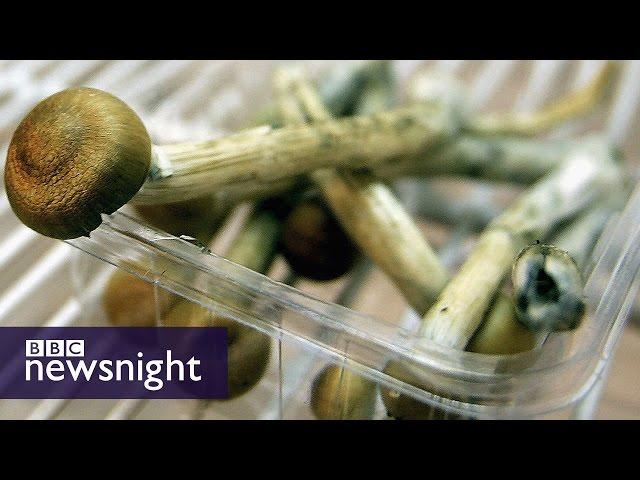 EXCLUSIVE: Could magic mushrooms treat depression? BBC Newsnight