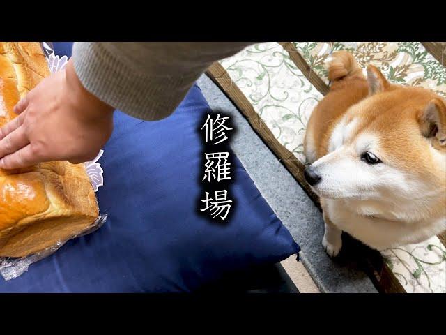 Stroking bread in front of the Shibe