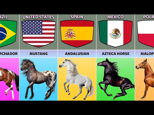 Horse Breeds From Different Countries