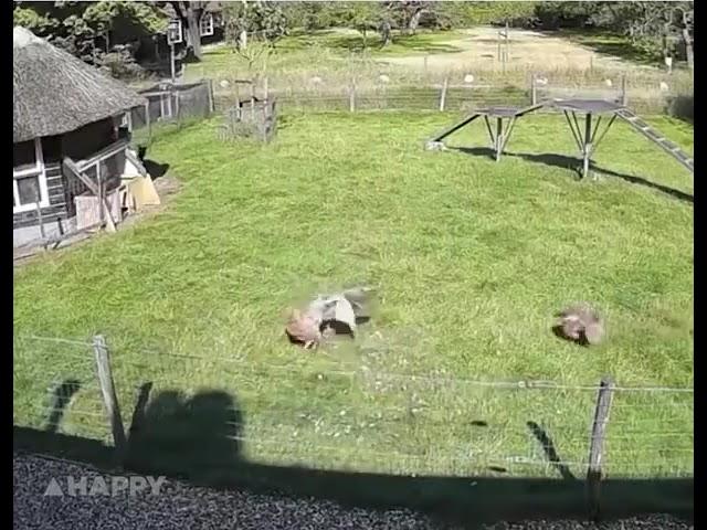 Farm Animals Save Chicken from Hawk Attack