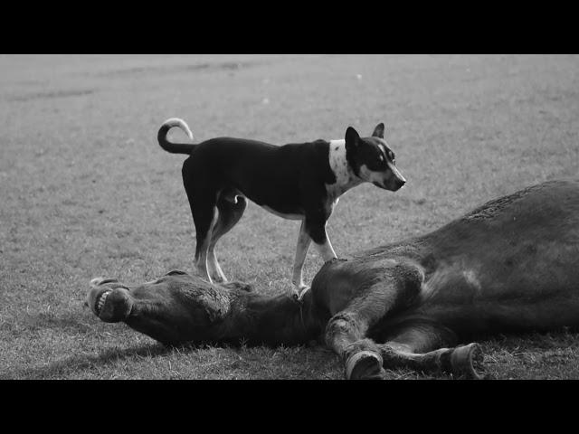 A DYING HORSE ( IN DEATH THROES) A SHORT FILM BY PRADOSH PAUL (2019)