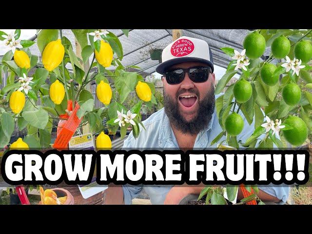 Get MORE Out of Your CONTAINER CITRUS TREES! | Tips on Getting More Fruit From Container Citrus!