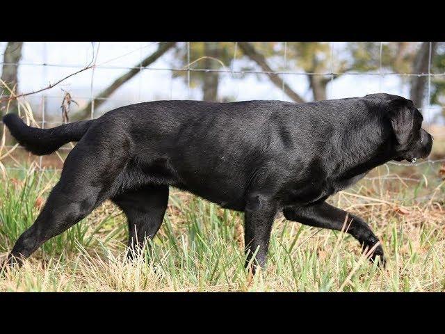 BEST OF LABRADOR | THE MOST STUNNING BLACK LABRADOR RETRIEVER