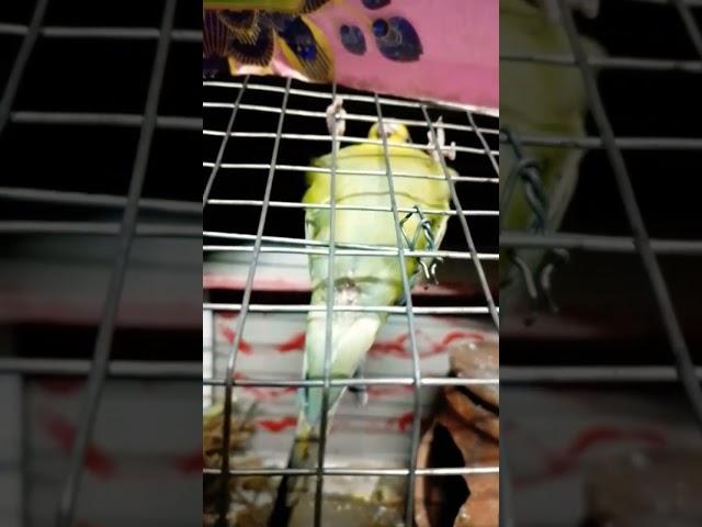 Oa hoae gussa#cute #funny #budgies #parrot #birds #comedy