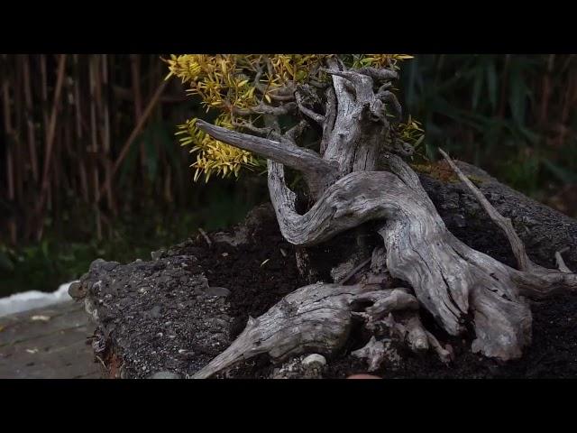 New Zealand native trees for bonsai.  Totara (Podacarpus totara)