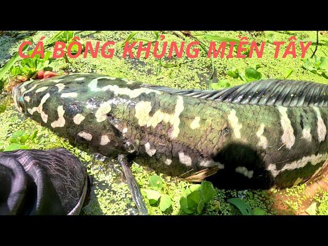 VƯỢT 800KM VÀO RỪNG CÂU CÁ LÓC BÔNG KHỦNG GIAO LƯU KÊNH NGUYỄN CHANH VLOGS | VINH ROM FISHING