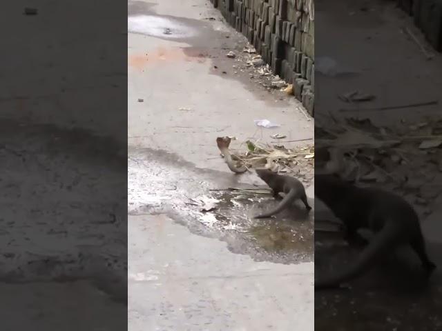 நல்ல பாம்பு  கீரி சண்டை #mongoose vs #cobra #fight