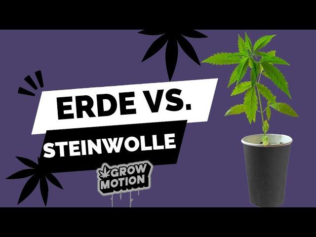 Erde vs. Rockwool | Anbaumedium, How to grow,  Homegrow