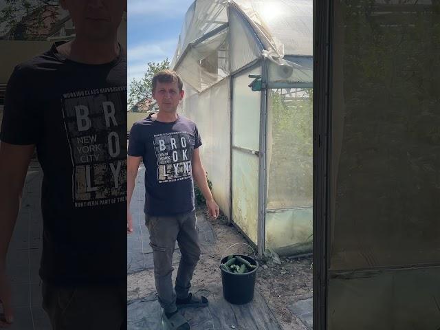 Проветривание теплиц #марьянская #теплица #огород #проветривание
